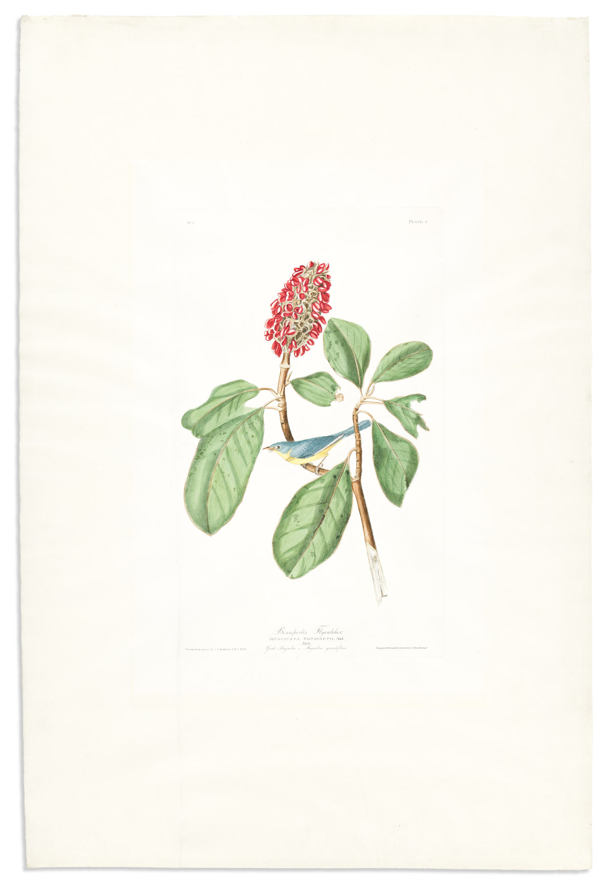 AUDUBON, JOHN JAMES. Bonapartes Flycatcher / Great Magnolia. Plate V. [Variant 2].